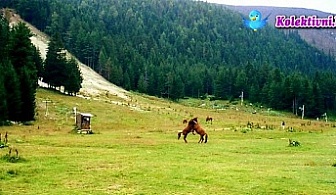 Почивка в красивата Рила планина! Нощувка + Закуска + Вечеря само за 24.50 лв. вместо 50 лв. в Хотел Калина, Говедарци!