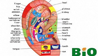 Послушайте ухото...! Първичен лекарски преглед + Аурикулодиагностика на ТОП ЦЕНА от 15 лв. от Медицински център БИОДОКТОР